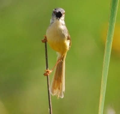perawatan burung ciblek - Blog Burung Kicauan
