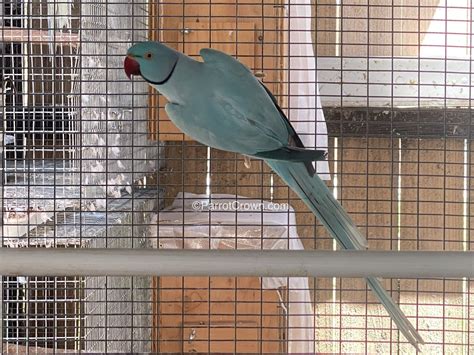 Dilute Opaline Blue Indian Ringneck Parrot for sale - ParrotCrown.com
