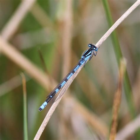 TrogTrogBlog: Damselflies at Banks' Pond