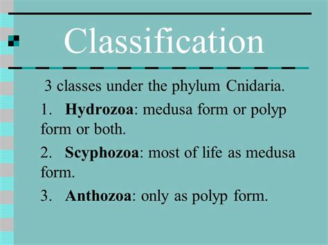 Cnidaria phylum classes