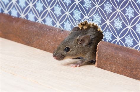 how to know if you have a mouse infestation