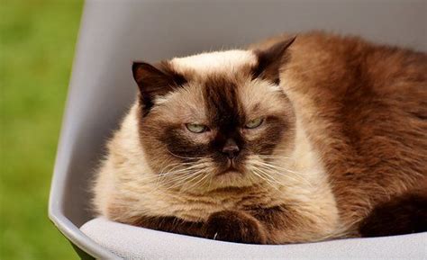 Британская Короткошерстная Кошка | British shorthair, Domestic cat, Cats