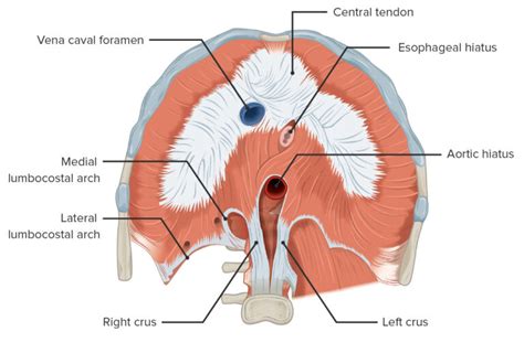diaphragm anatomy concise medical knowledge