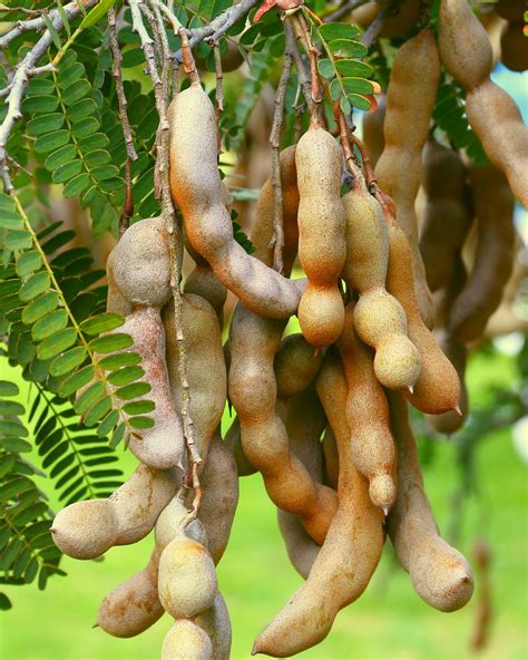 Tamarindus indica, Tamarind | PlantVine