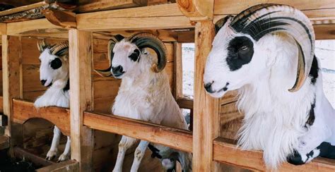 jenis kambing terbaik  cocok  kurban
