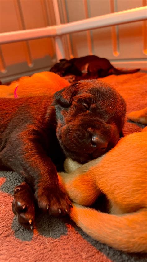 Breeding — Red Spruce Kennel