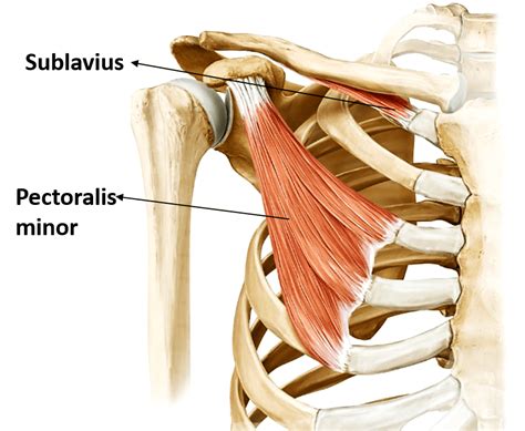 Pectoral Region , Anatomy QA