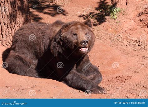 oso de brown foto de archivo imagen de pardo animal
