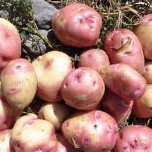 Картофель Иван да Марья (в простонародье Красная шапочка, Матрешка ...