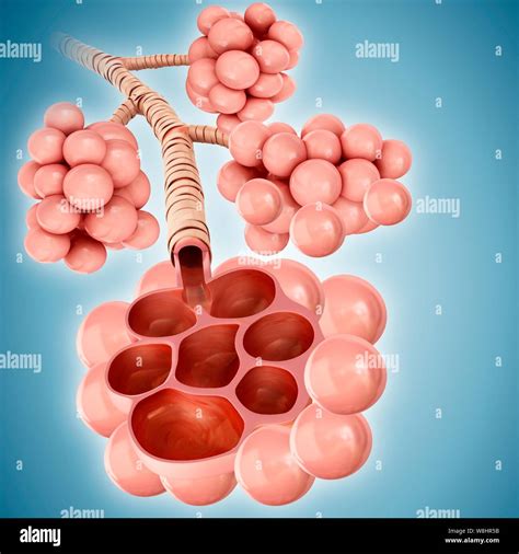 Illustration of alveoli Stock Photo - Alamy