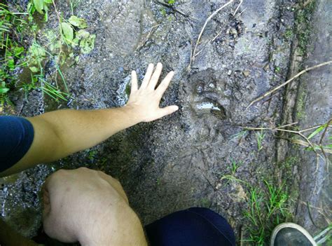 Saw this on our way back done Gold Mine trail. Bear?! : Bellingham