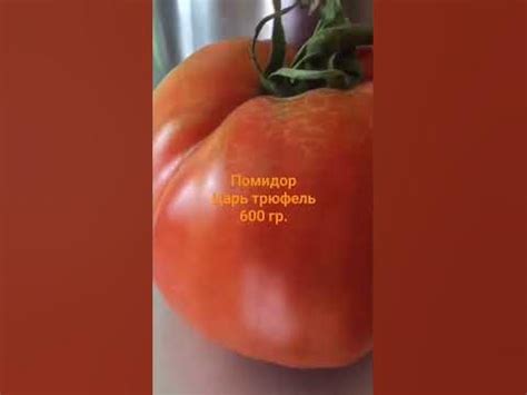 #помидоры ...Сорт Царь трюфель.600 гр.На кусту до 20 штук. - YouTube