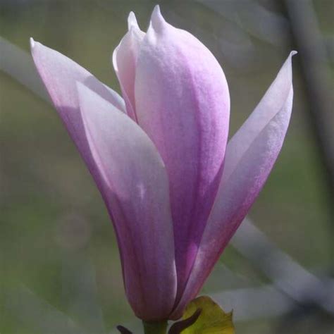 Magnolie - Magnolia 'Royal Crown' - violett