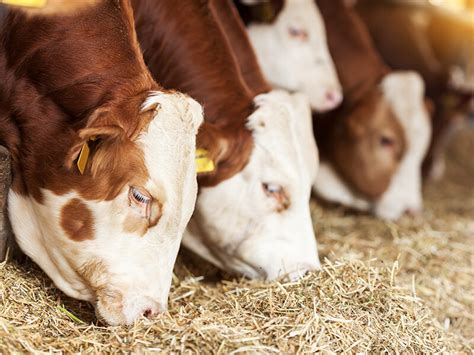 How to reduce the risk for rumen acidosis? Use Acid Buf rumen buffer!