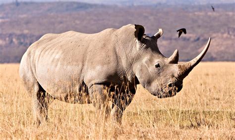 White Rhino | Species | WWF