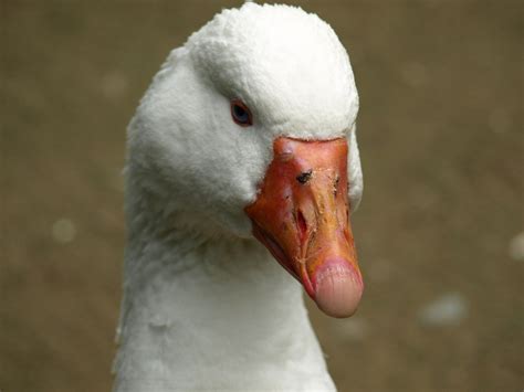Goose Head Beak - Free photo on Pixabay - Pixabay