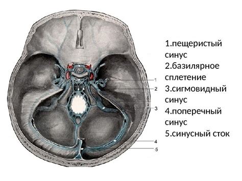 1. поперечная связка атланта 2. крыловидная связка 3.