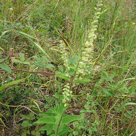 Wood sage (Teucrium scorodonia) native plants for woodland.
