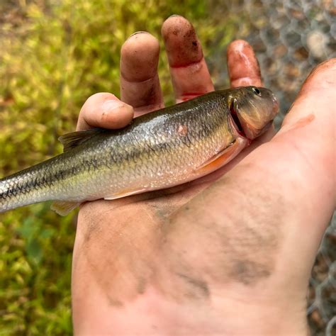 ᐅ Oradell Reservoir fishing reports🎣• Dumont, NJ (United States) fishing
