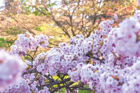 Download Cherry Blossom Pictures | Wallpapers.com