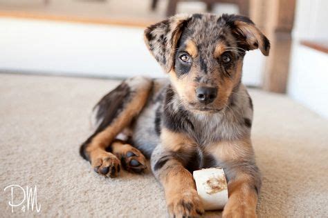 Chocolate lab Australia shepherd mix, my next pup!!! | Shepherd mix ...