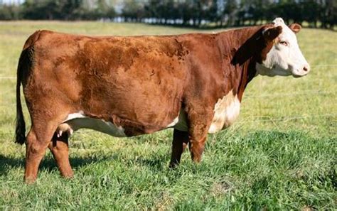 golden oak livestock cattle   snow bull female sale volume