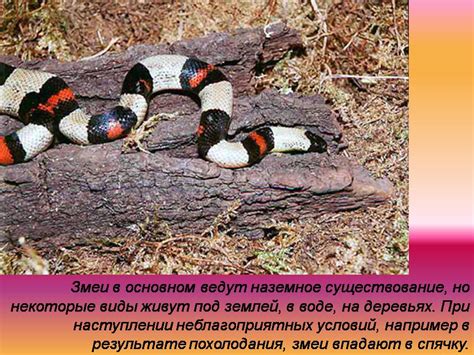Змеи - Презентации по биологии