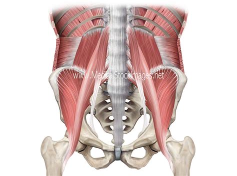 Anatomy Muscles Pelvis - What Are The Pelvic Floor Muscles Origin