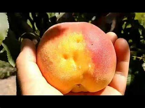 Персик Харроу Даймонд. Peach Harrow Diamond. Смачний, морозостійкий ...