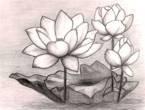 Lotus Flower Pencil Drawing at GetDrawings | Free download