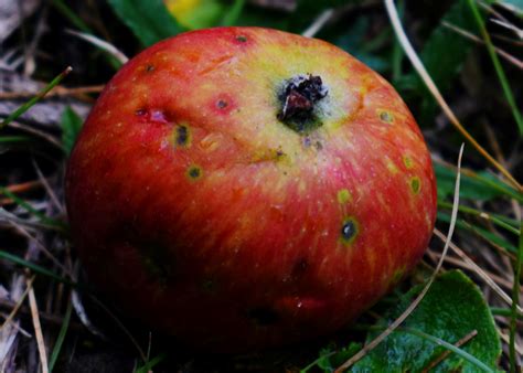 How To Treat Black Spots On Apple Tree Leaves - Infoupdate.org