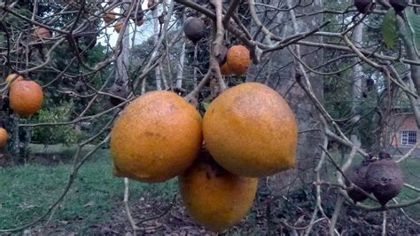 Tabernanthe Iboga