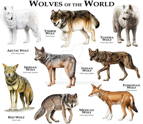 Various Types of Wolves - For The Love Of Wolves