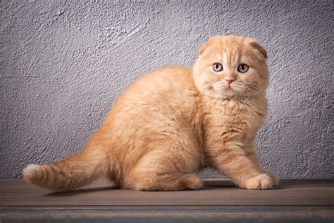 incredible scottish fold colors  descriptions pangovet
