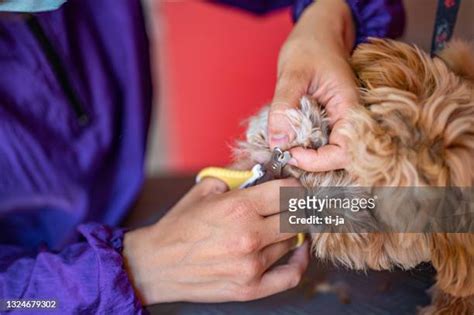 1,493 Puppy Cut Stock Photos, High-Res Pictures, and Images - Getty Images