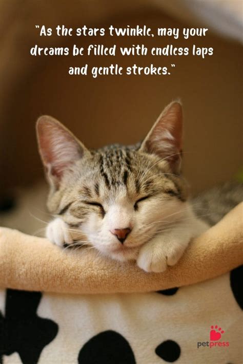 60 Good Night Cat Quotes: Snooze with a Smile! - PetPress