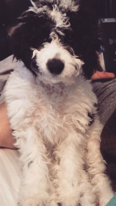 White Cocker Spaniel Poodle Mix - dopi