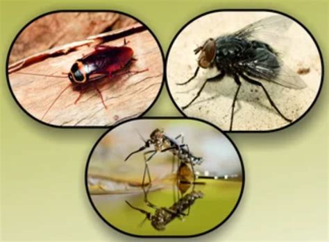 Alpha Cypermethrin 10% SC – Cropsafepesticides | Cropsafe Pesticides ...