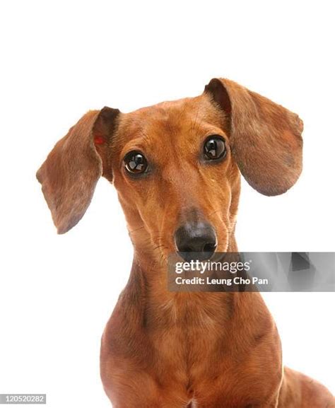 12,629 Pics Of Weiner Dogs Stock Photos, High-Res Pictures, and Images ...