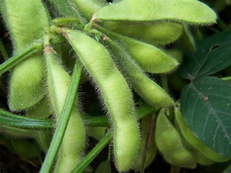 A Handmade Life: Edamame