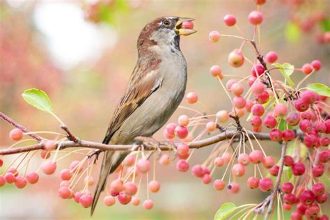 Sparrows What Do These Small Birds Prefer to Eat 51272781 Stock Photo