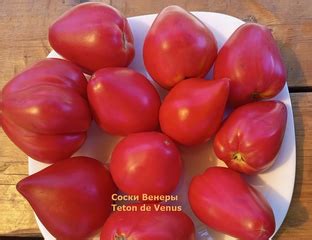 Томат Сосок Венеры (Teton de Venus, Франция) - Томатный мир