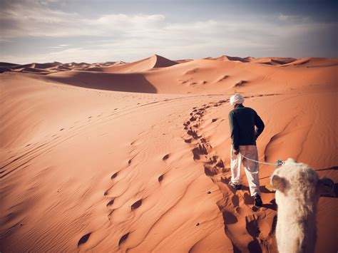 sahara desert  africa animals