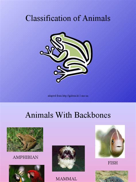 classification of animals | Invertebrate | Amphibian