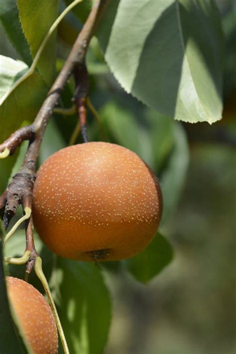 japanese pear stock photo image  kousui pear
