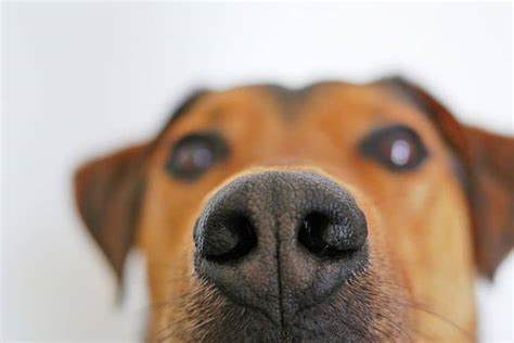 how to rid dog urine smell from yard