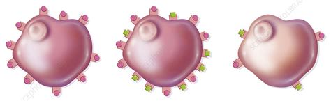 cell marker stock image  science photo library