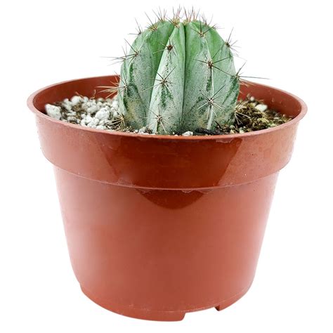 Polaskia Chichipe Cactus | Succulent Care Instruction - Succulents Box