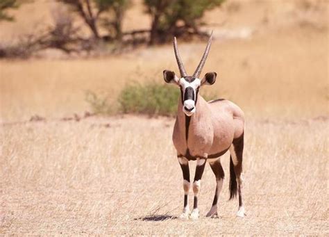 Oryx Stock Photos, Images and Backgrounds for Free Download