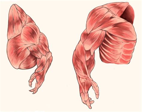 Godzilla and kong muscle anatomy | Godzilla vs. Kong | Know Your Meme